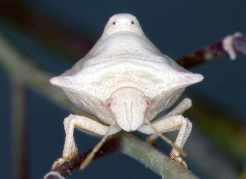 Ventocoris falcatus