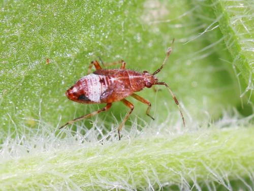 Réf. 183 543 : Deraeocoris flavilinea