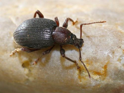 Réf. 183 316 : Otiorhynchus meridionalis