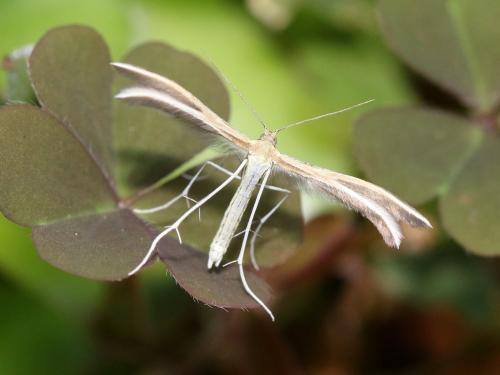 Réf. 183 868 : Merrifieldia sp.