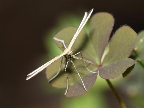 Réf. 183 869 : Merrifieldia sp.
