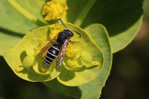 Odynerus melanocephalus