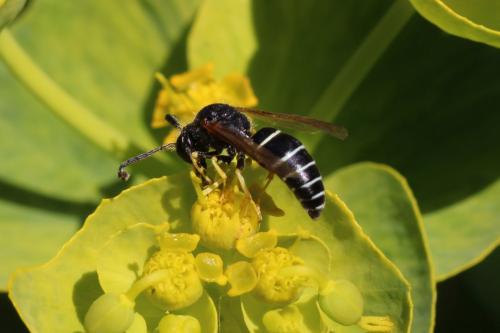 Odynerus melanocephalus