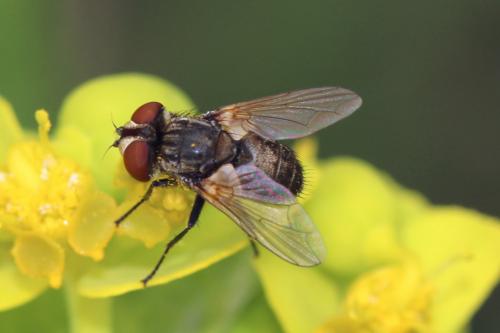 Réf. 183 854 : Clytiomya sp.