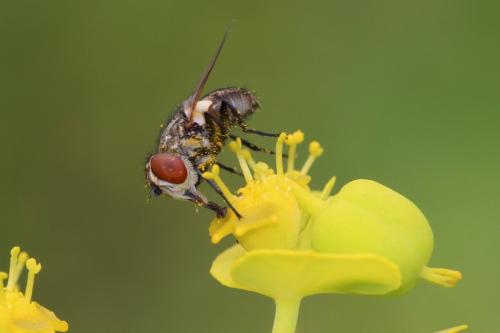Clytiomya sp.