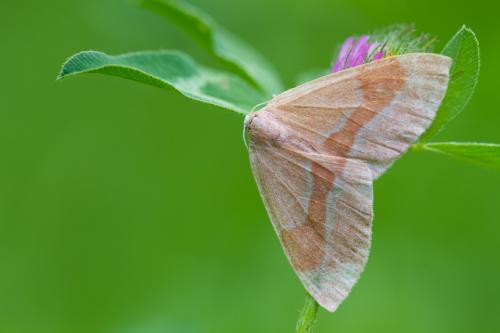 Réf. 183 138 : Hylaea fasciaria