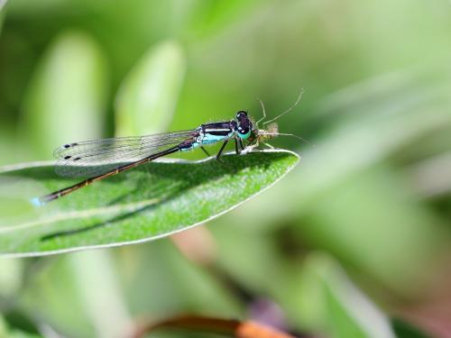 Réf. 183 623 : Ischnura elegans