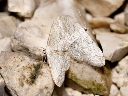 Idaea seriata