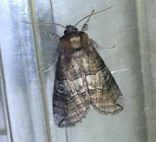 Réf. 183 845 : Tethea ocularis
