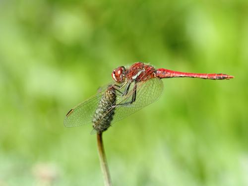 Réf. 183 562 : Sympetrum fonscolombii
