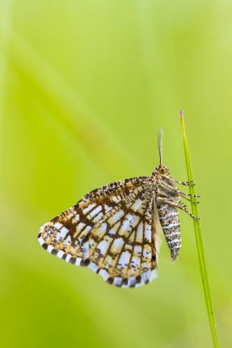 Réf. 183 584 : Chiasmia clathrata