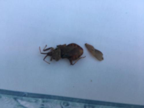 Coreus marginatus