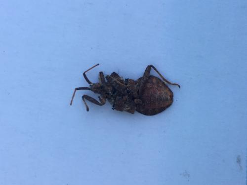 Coreus marginatus