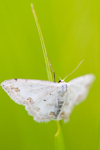 Réf. 183 554 : Scopula ornata