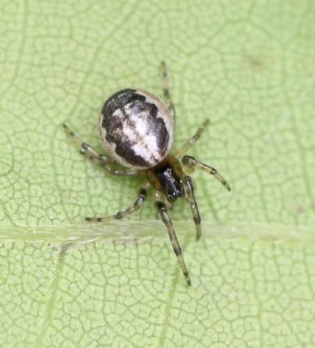 Réf. 183 152 : Zygiella x-notata