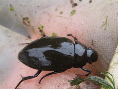 Réf. 183 176 : Hydrophilus sp.