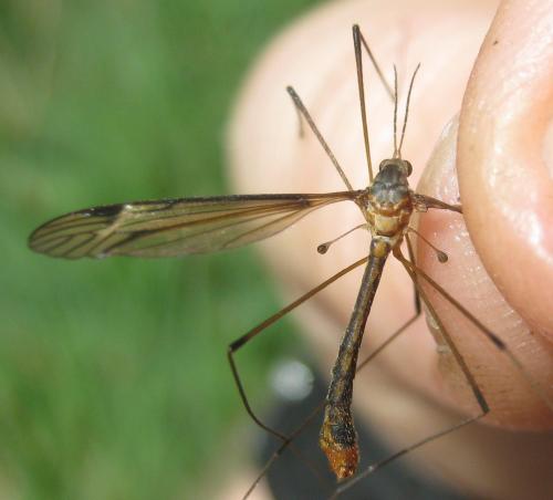 Tipula marginella