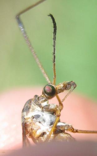 Tipula marginella