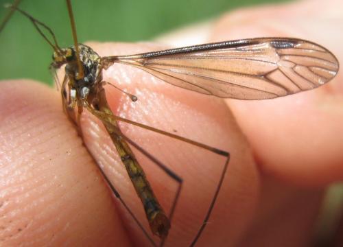 Tipula marginella