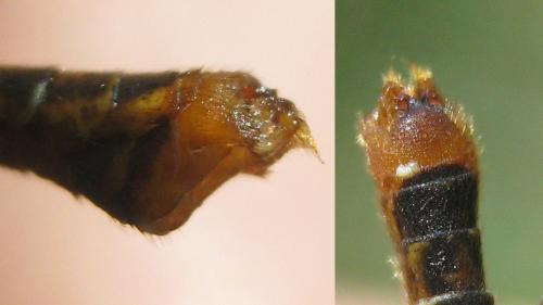 Réf. 183 565 : Tipula marginella