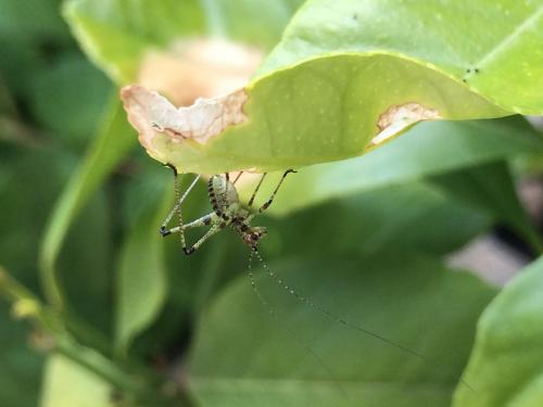 Phaneroptera sp.