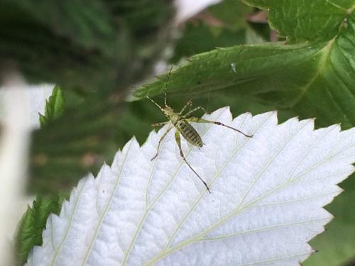 Réf. 183 043 : Phaneroptera sp.