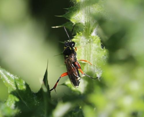 Réf. 183 009 : Macrophya rufipes