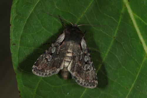 Réf. 183 476 : Lycophotia molothina