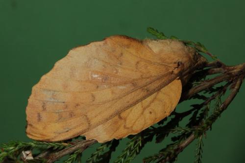 Gastropacha populifolia