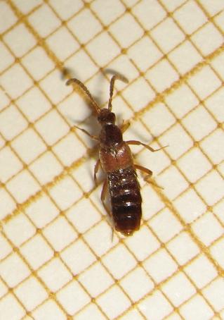 Réf. 183 160 : Aleocharinae inconnu