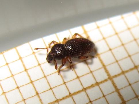 Réf. 183 162 : Exomias pellucidus