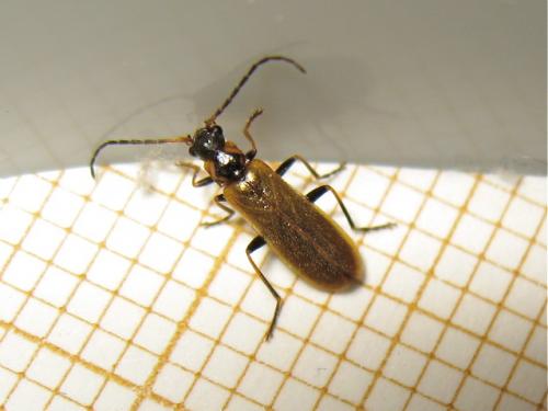 Rhagonycha nigriventris