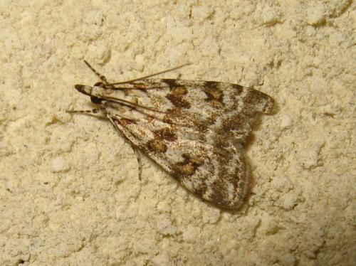 Réf. 183 049 : Scoparia pyralella