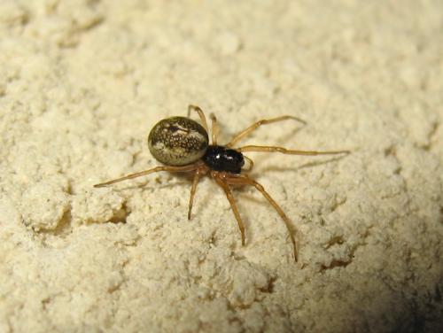 Pachygnatha degeeri
