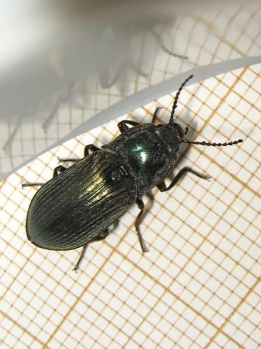 Selatosomus latus