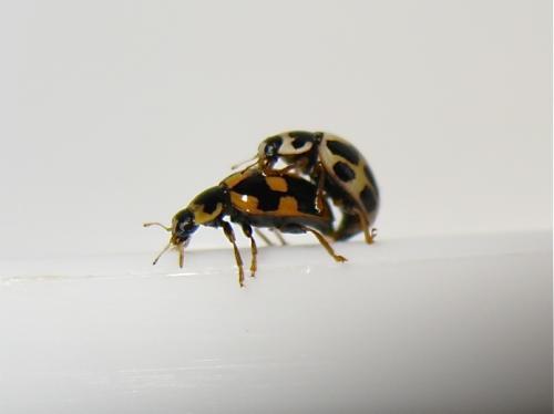 Propylea quatuordecimpunctata