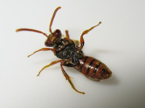 Nomada zonata