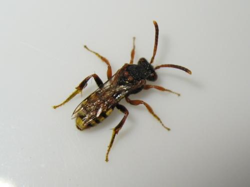 Nomada zonata