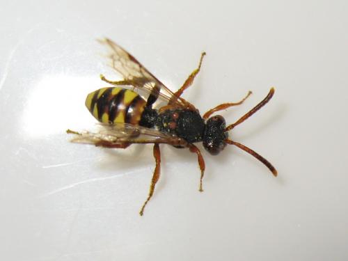 Nomada zonata