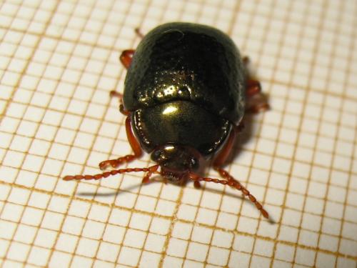 Chrysolina bankii