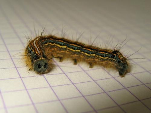Réf. 183 205 : Malacosoma neustria