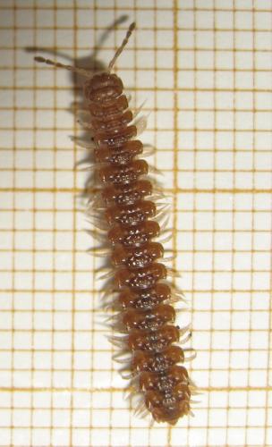 Polydesmus sp.