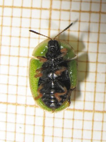 Réf. 183 282 : Cassida sp.