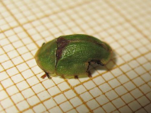 Réf. 183 285 : Cassida sp.