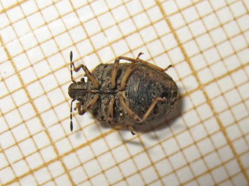 Réf. 183 281 : Podops inunctus