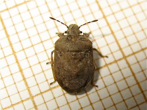 Réf. 183 613 : Podops inunctus