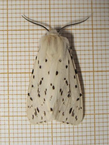 Réf. 183 716 : Spilosoma lubricipeda
