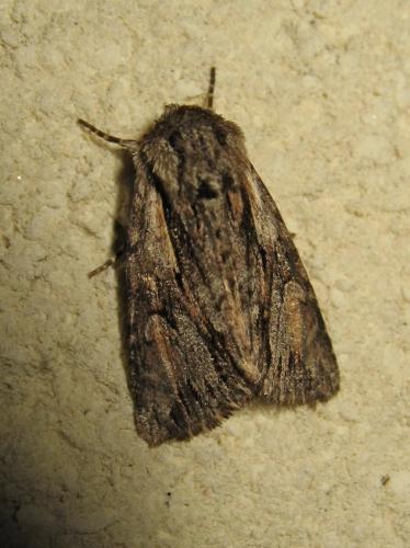 Noctuelle - Noctuelle sp [Chloantha hyperici] IMG_8966