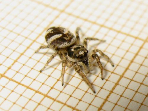Salticus scenicus