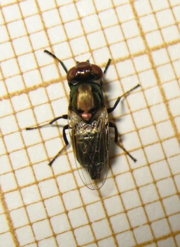 Réf. 183 791 : Physiphora alceae